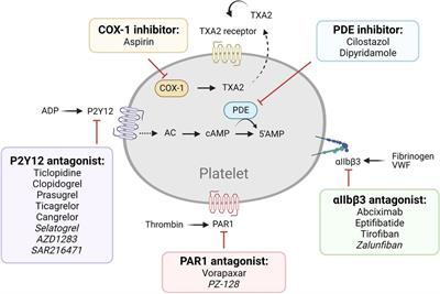 Novel strategies in antithrombotic therapy: targeting thrombosis while preserving hemostasis